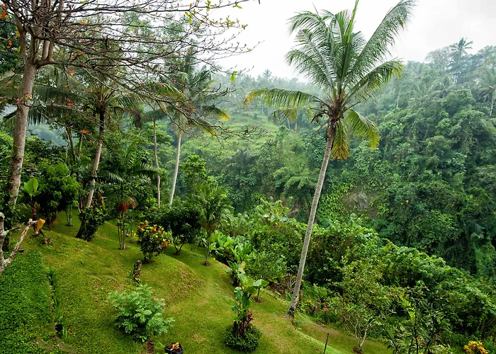 Beji Resort